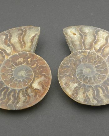 Pair of the Ammonites, cleoniceras