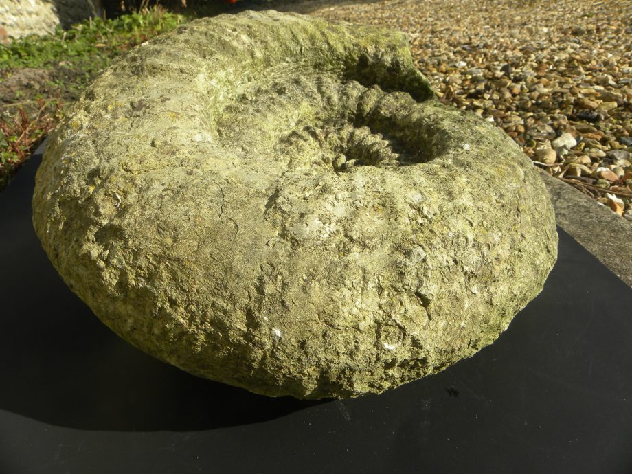 Ammonite Titanites Giganteus from Dorset