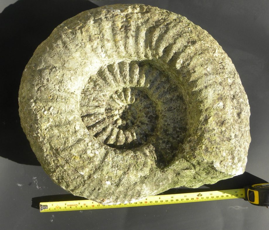 Ammonite Titanites Giganteus fromDorset