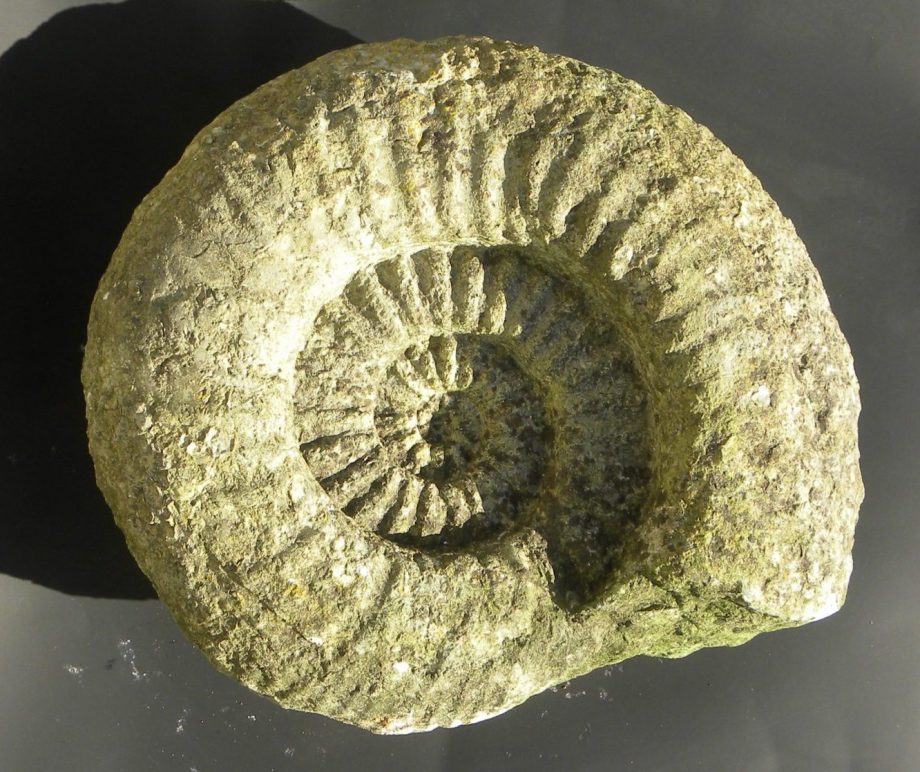 Ammonite Titanites Giganteus fromDorset