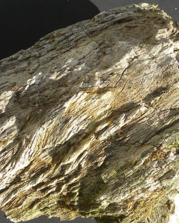 Giant section of Fossilised Wood From Portland Dorset