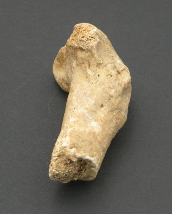 Section of Fossilised Cave Bear Finger Bone