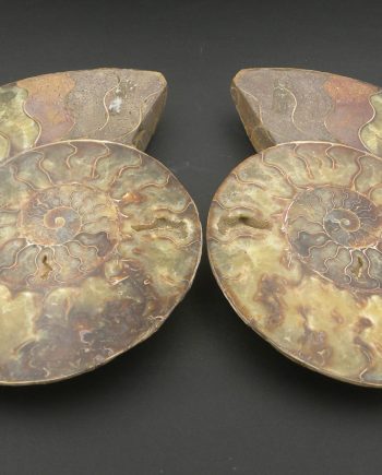 ammonite cleoniceras, two halves