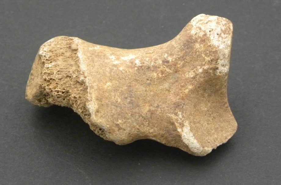 Fossilised Dinosaur Bone