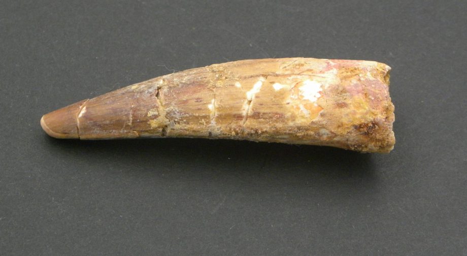 Fossilised Dinosaur tooth