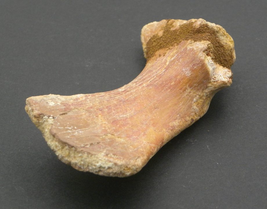Fossilised Dinosaur Bone