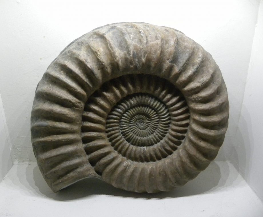 Ammonite paracoroniceras charlesi 41.5cm