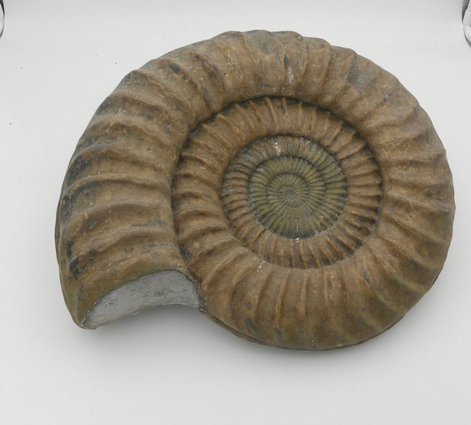 Ammonite paracoroniceras charlesi 41.5cm