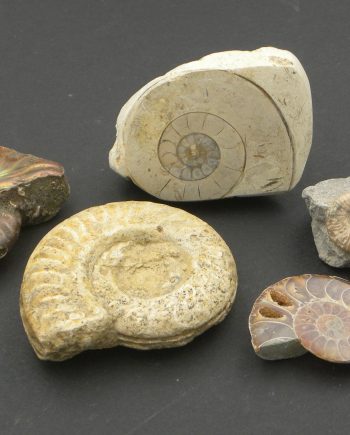 Fossilised Ammonite collection