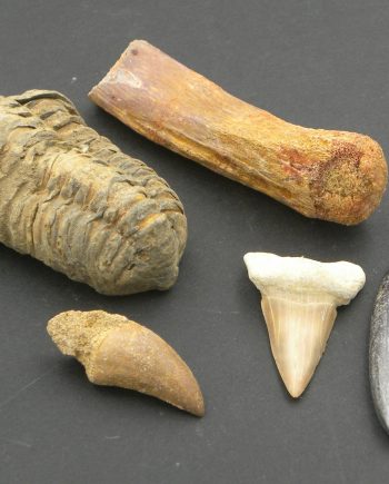 Fossil collection