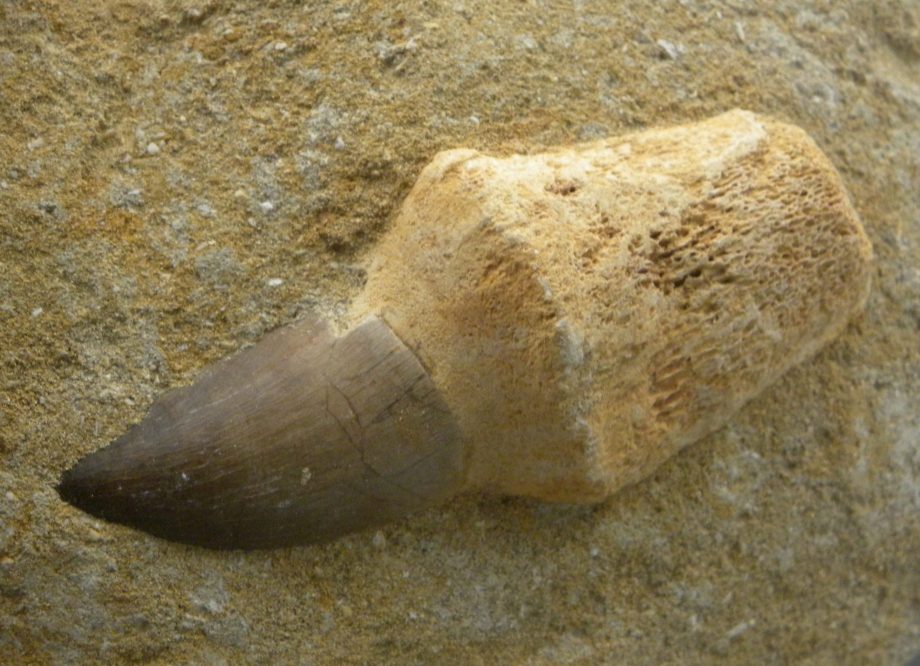 Mosasaur Tooth & Root