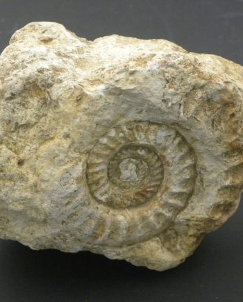 Somerset Ammonite Hildoceras in matrix