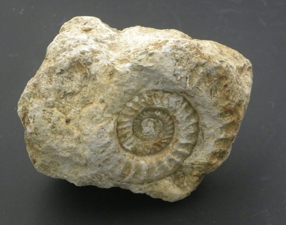 Somerset Ammonite Hildoceras in matrix