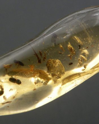 Insects Preserved in Copal Amber