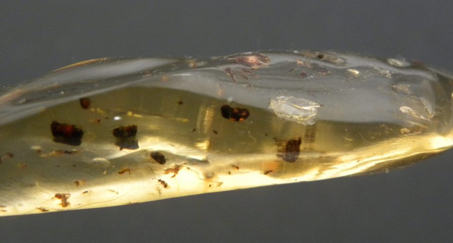 Insects Preserved in Copal Amber