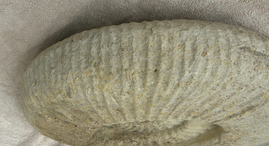 large Ammonite Titanites Giganteus, Portland, Dorset