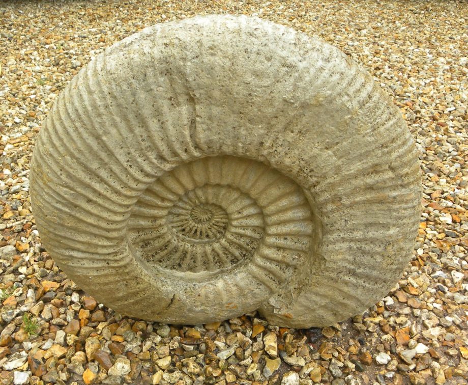 large Ammonite Titanites Giganteus, Portland, Dorset