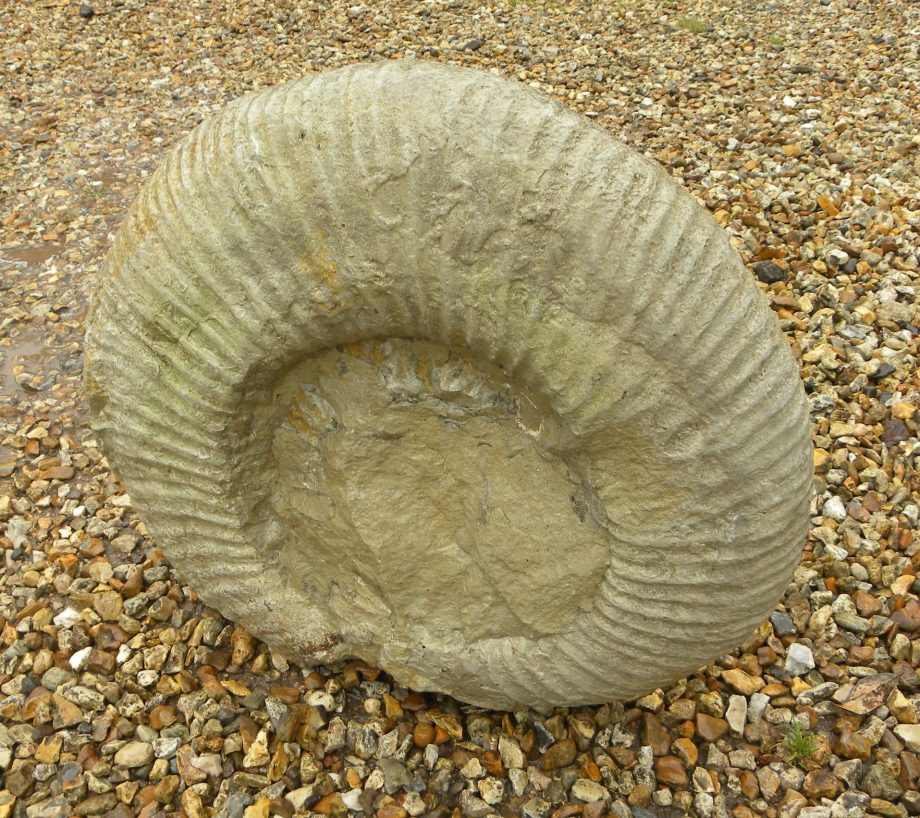 large Ammonite Titanites Giganteus, Portland, Dorset