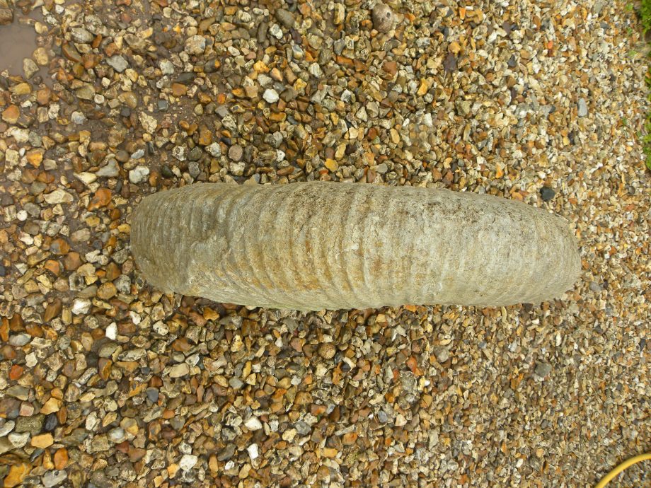 large Ammonite Titanites Giganteus, Portland, Dorset