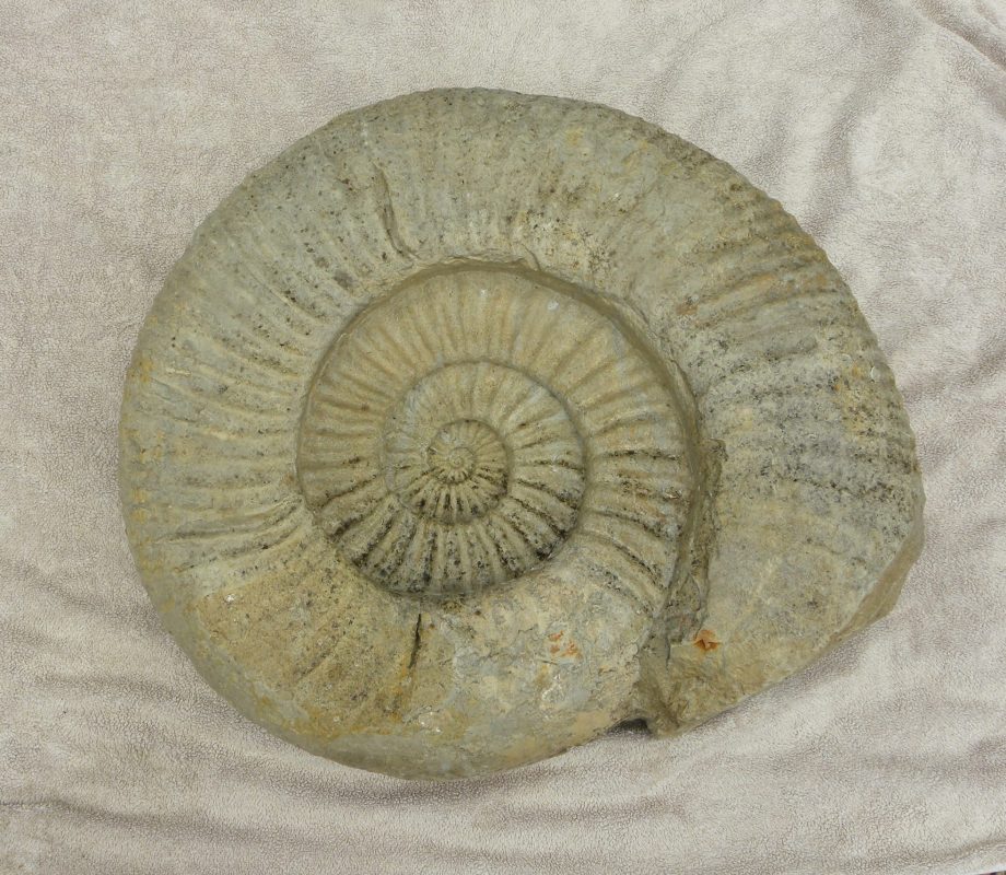 large Ammonite Titanites Giganteus, Portland, Dorset