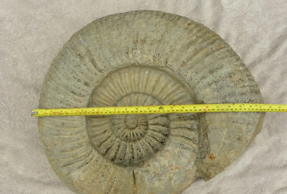 large Ammonite Titanites Giganteus, Portland, Dorset