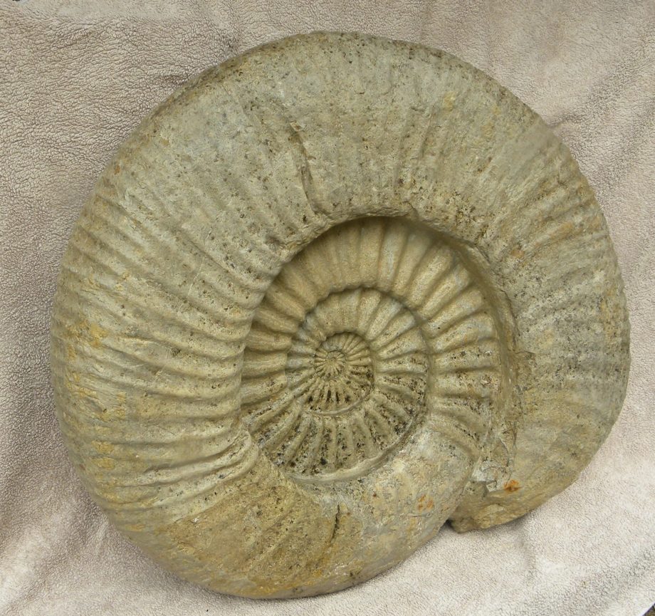 large Ammonite Titanites Giganteus, Portland, Dorset