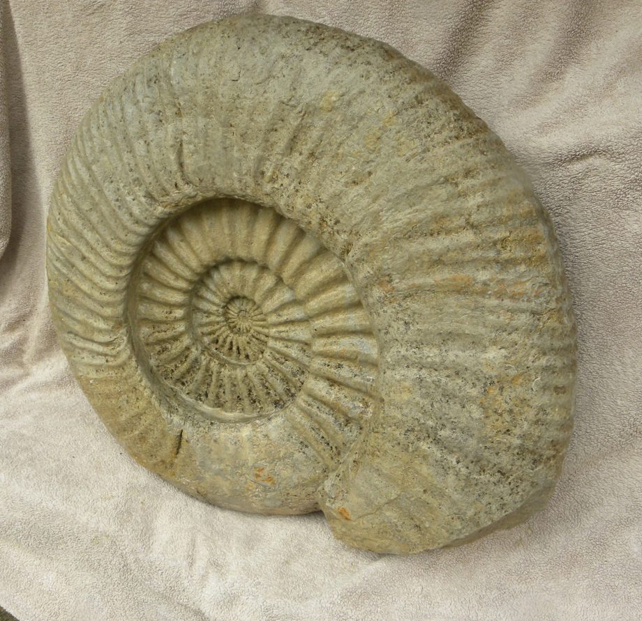 large Ammonite Titanites Giganteus, Portland, Dorset