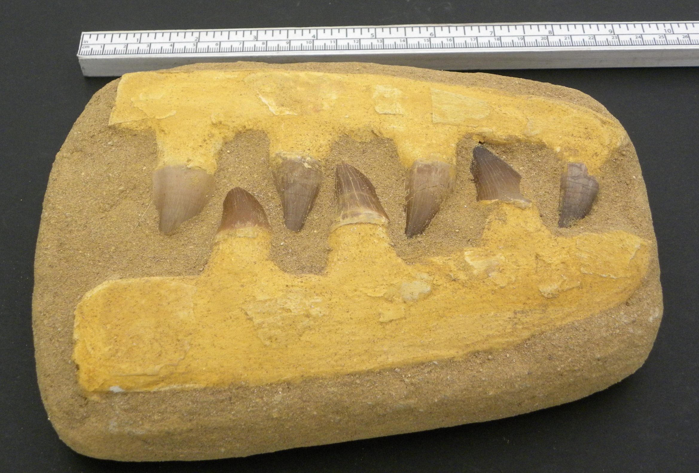 Fossilised Mosasaur Jaw & Teeth