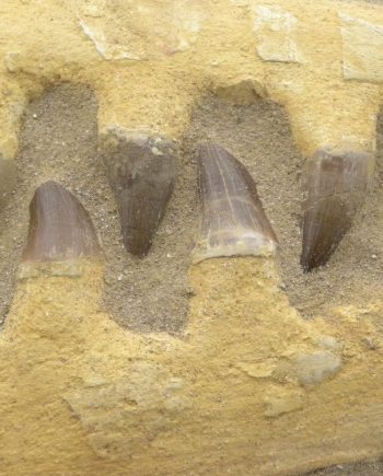 Fossilised Mosasaur Jaw & Teeth