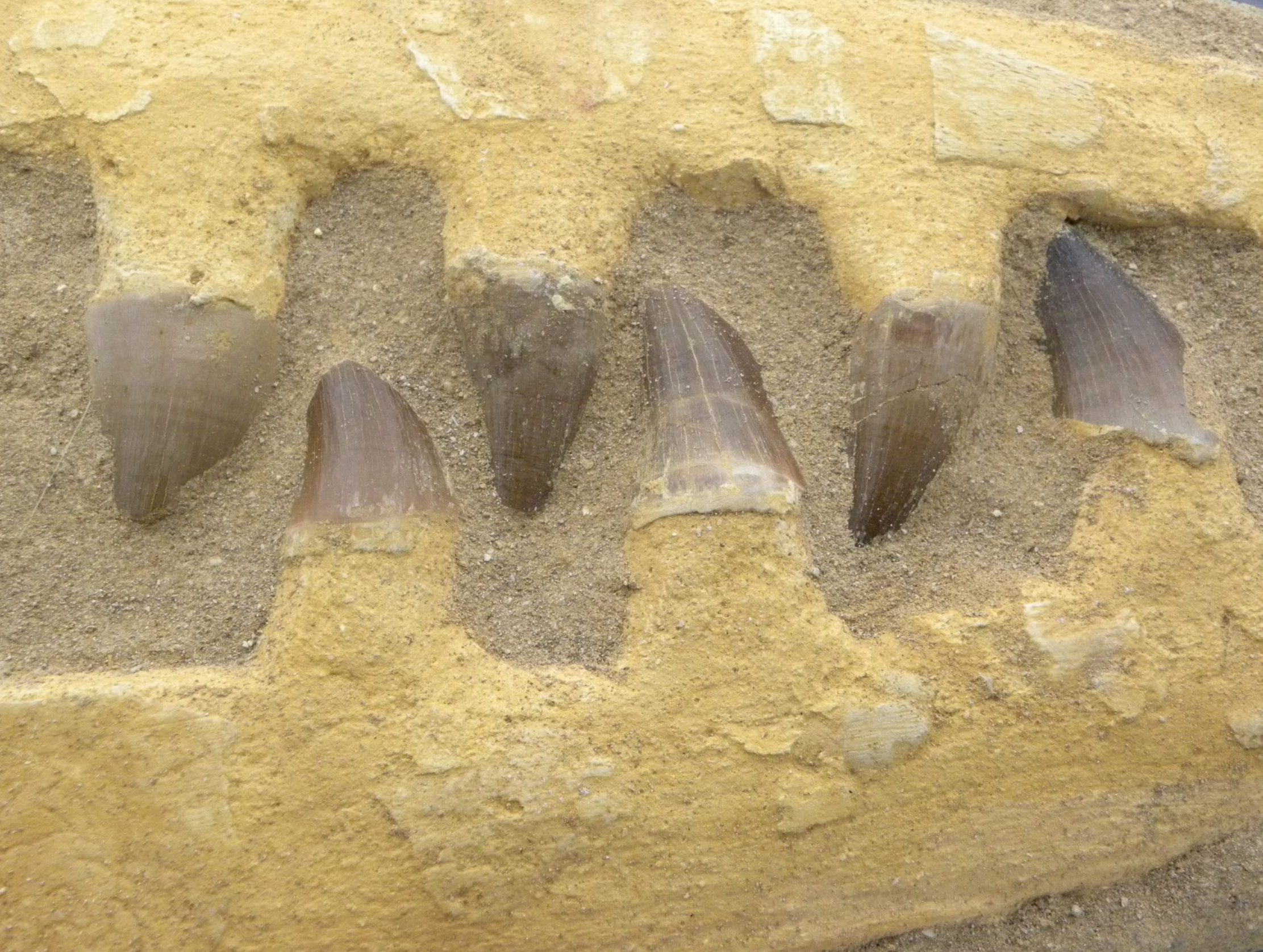Fossilised Mosasaur Jaw & Teeth