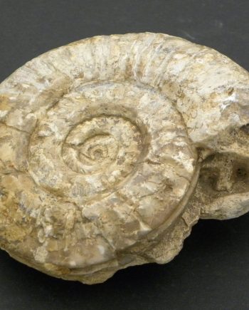 Somerset Ammonite Hildoceras