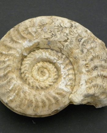 Somerset Ammonite Hildoceras