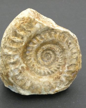 Somerset Ammonite Hildoceras