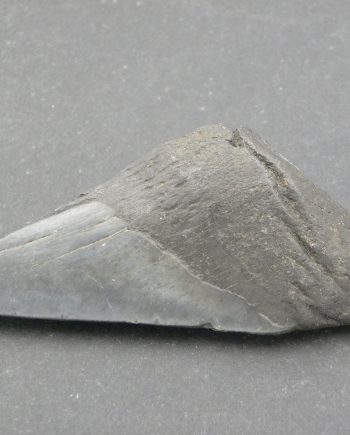 Fossilised Megalodon Sharks Tooth