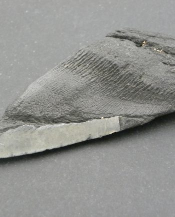 Fossilised Megalodon Sharks Tooth