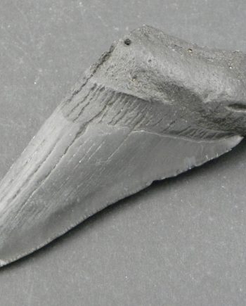Fossilised Megalodon Sharks Tooth