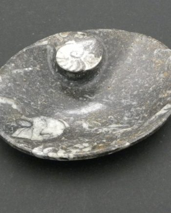 Fossil Dish with Goniatite