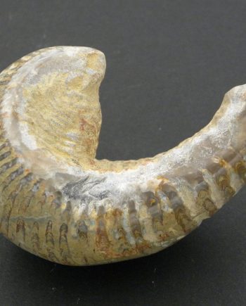 Large Fossilised Rastellum