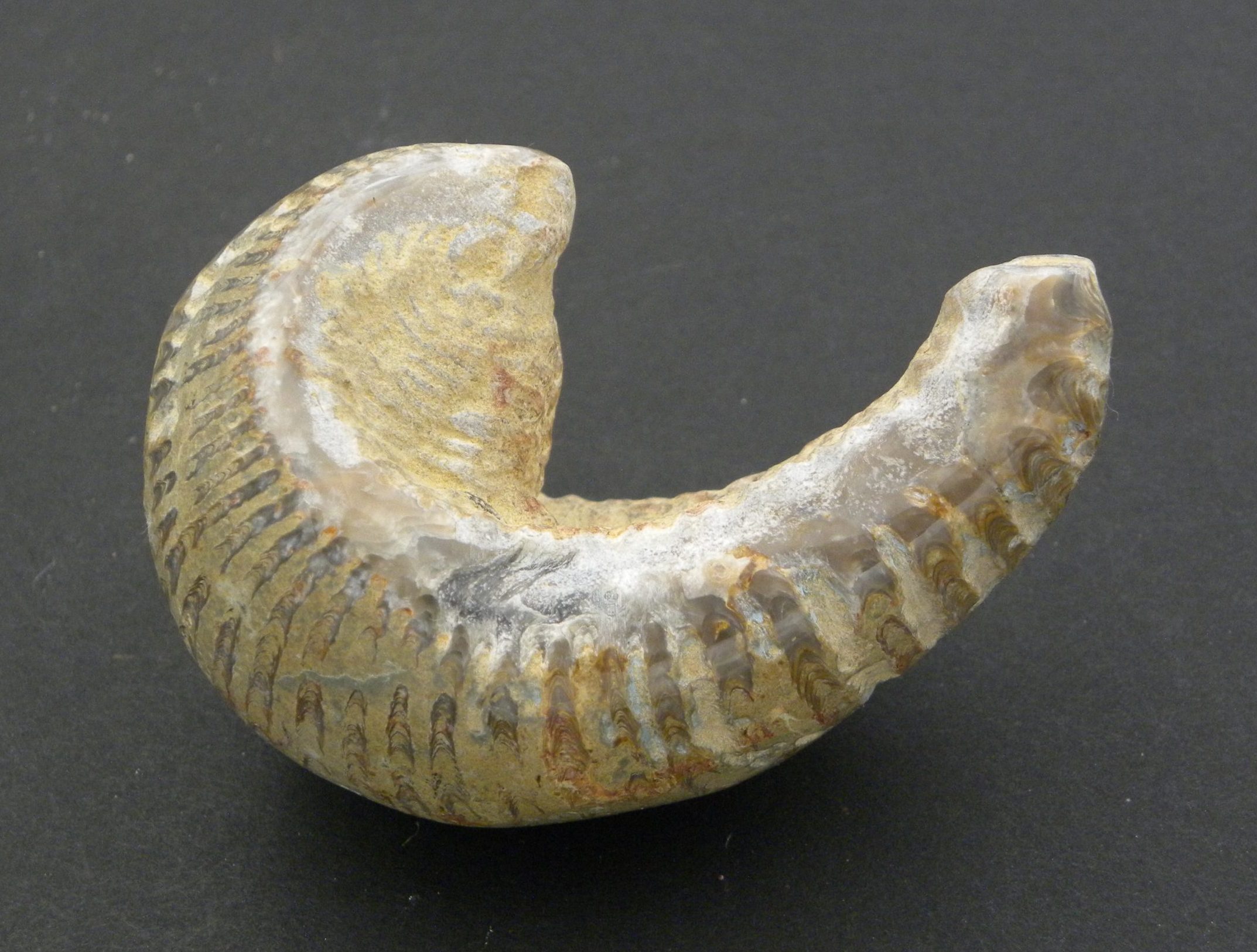 Large Fossilised Rastellum