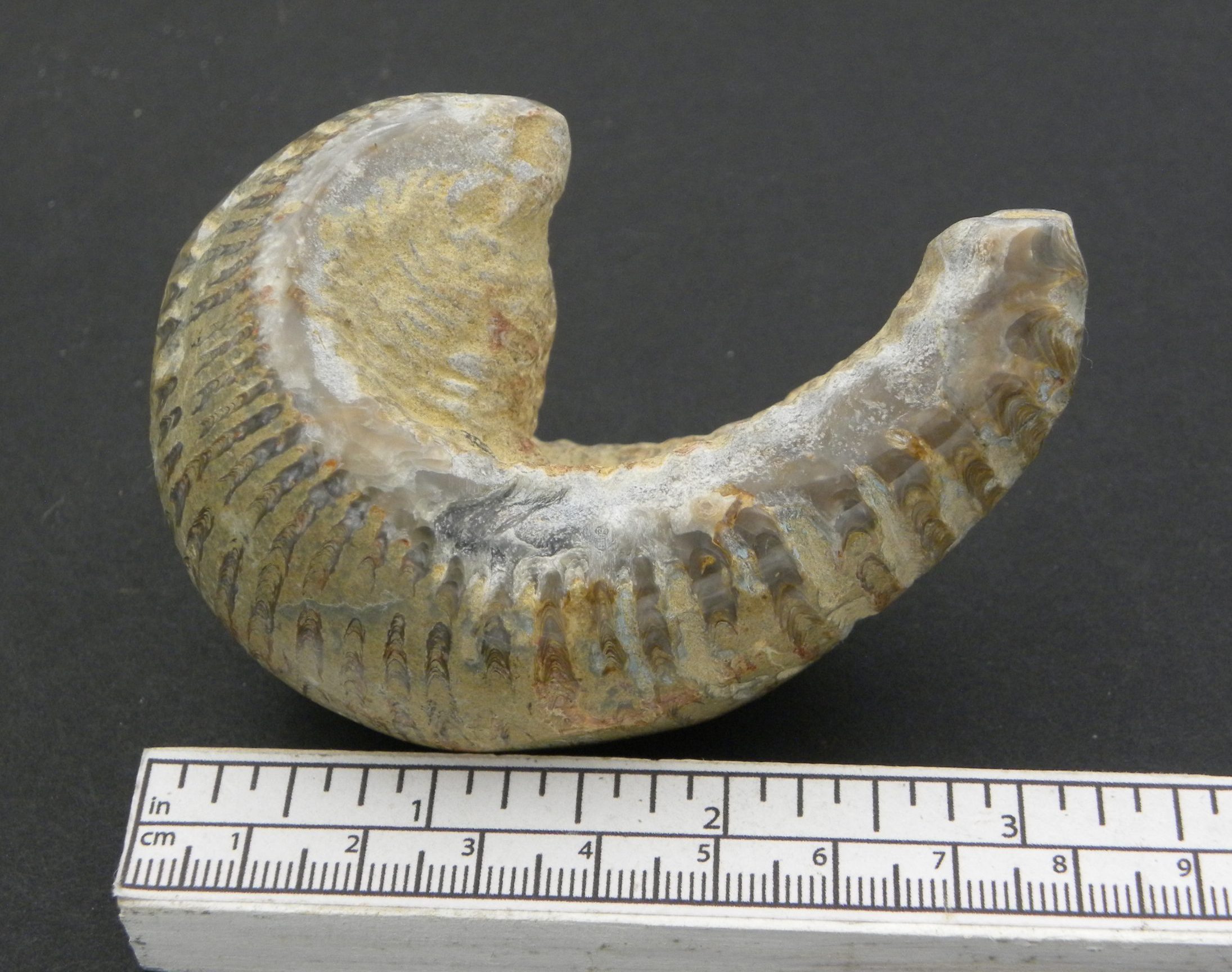 Large Fossilised Rastellum