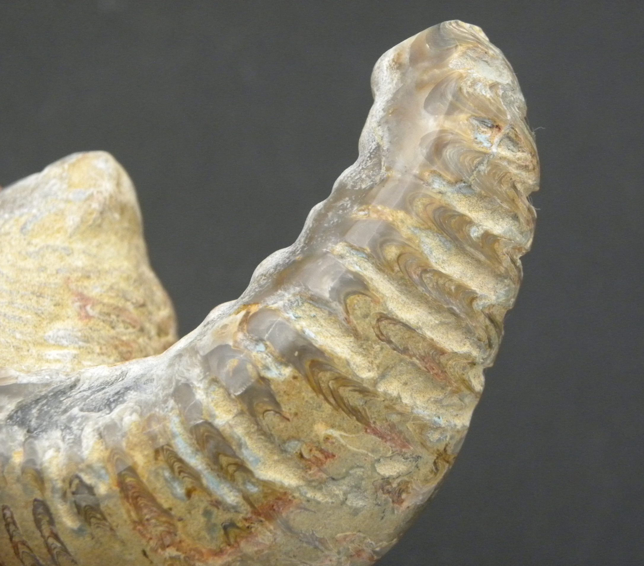 Large Fossilised Rastellum